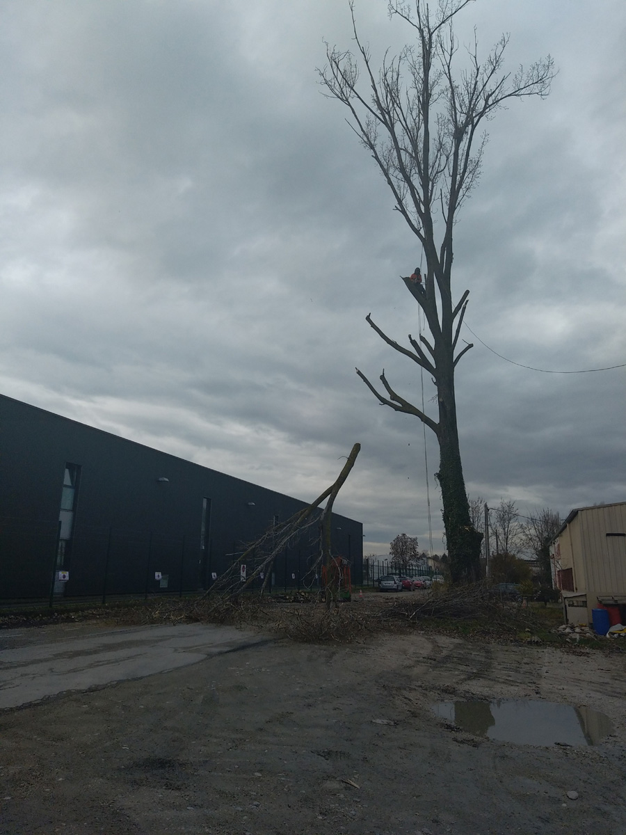 Demontage Peuplier Voreppe