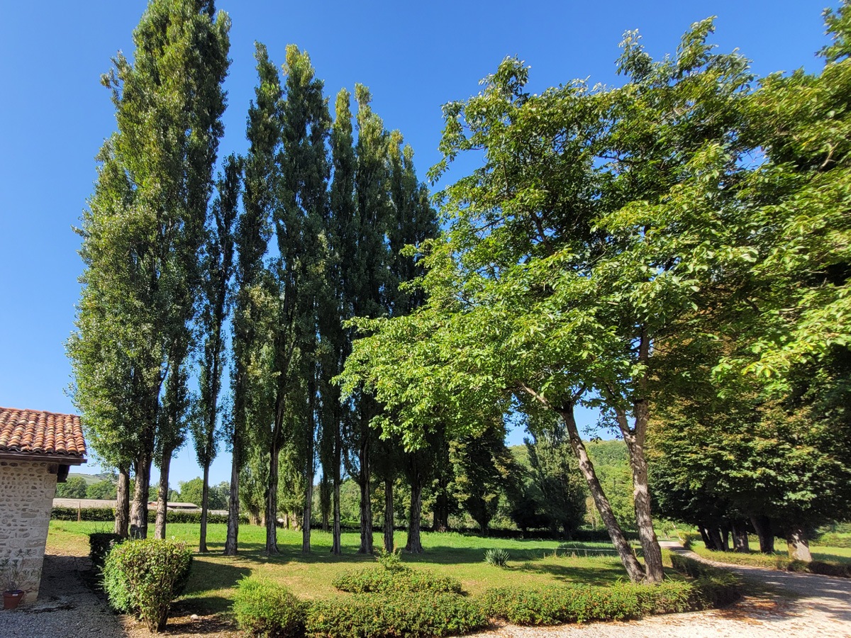 Elagage Peuplier Saint Sauveur
