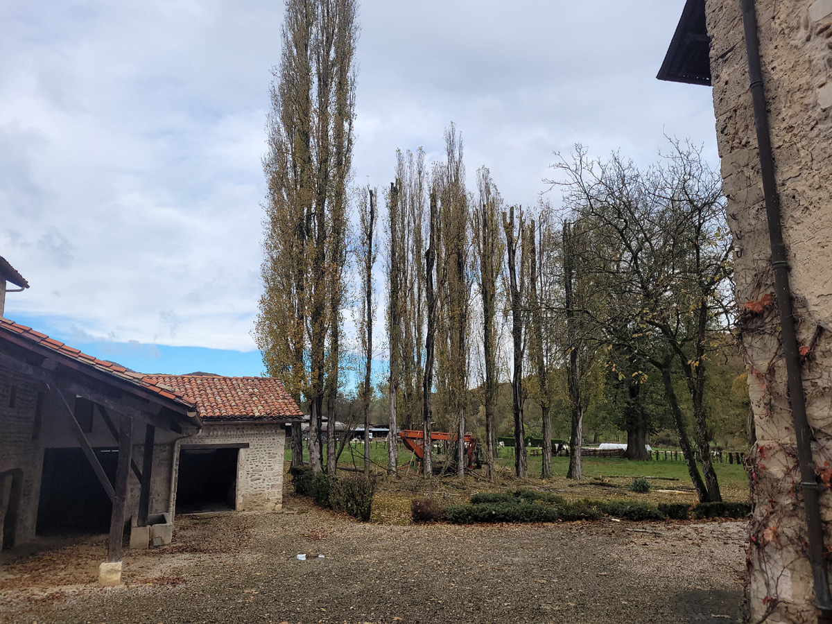 Elagage Peuplier Saint Verand