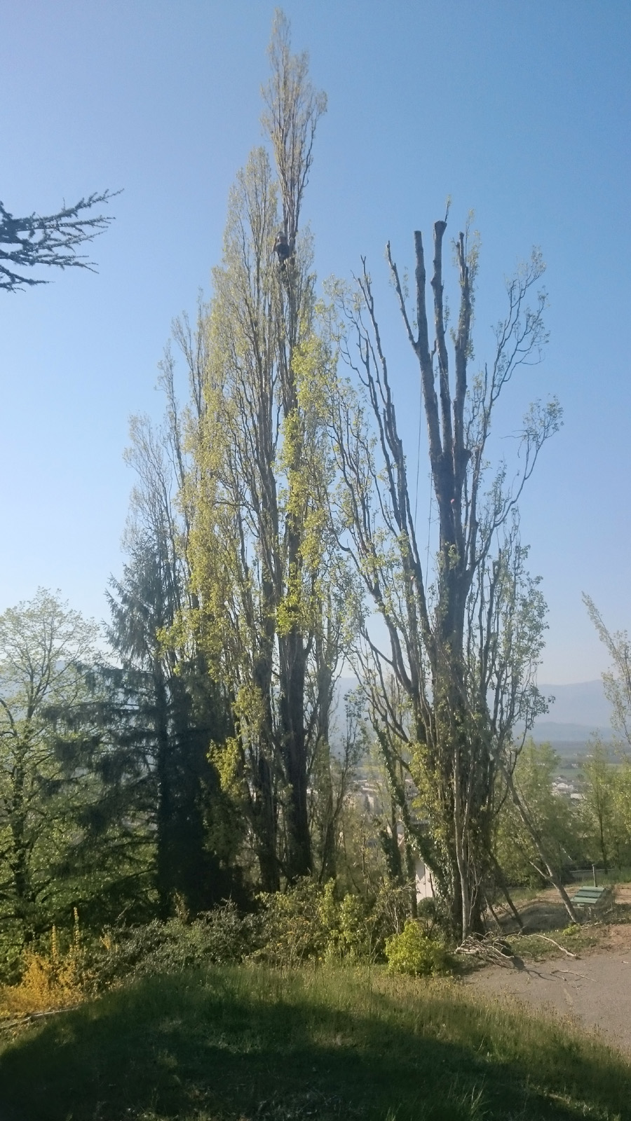 Taille Peuplier Saint Marcellin